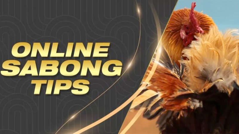 Tips for effective sabong betting at sabong international